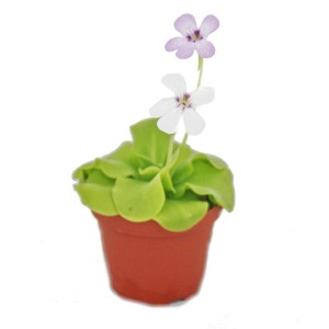 Fettkraut Pinguicula im 9cm Topf mit weißer und lila Blüte. Fleischfressende Pflanze.