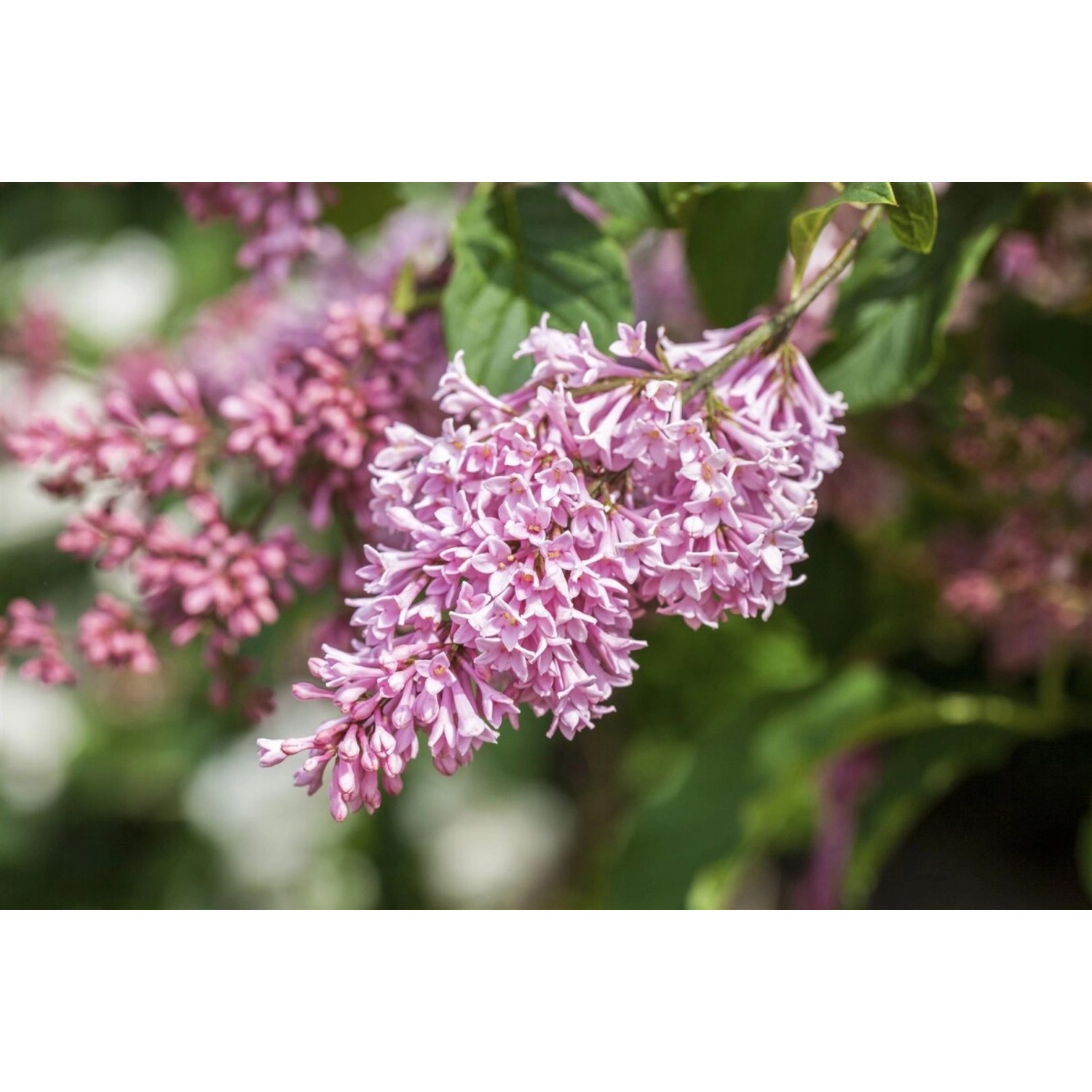 Syringa Swegiflexa Flieder 125–150 cm günstig online kaufen