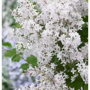 Detailaufnahme des Zwergflieder FlowerfestaWhite Hochstamms mit üppigen, weißen Blüten.