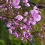 Nahaufnahme der rosa Blüten einer Japanischen Nelkenkirsche (Prunus Kanzan).