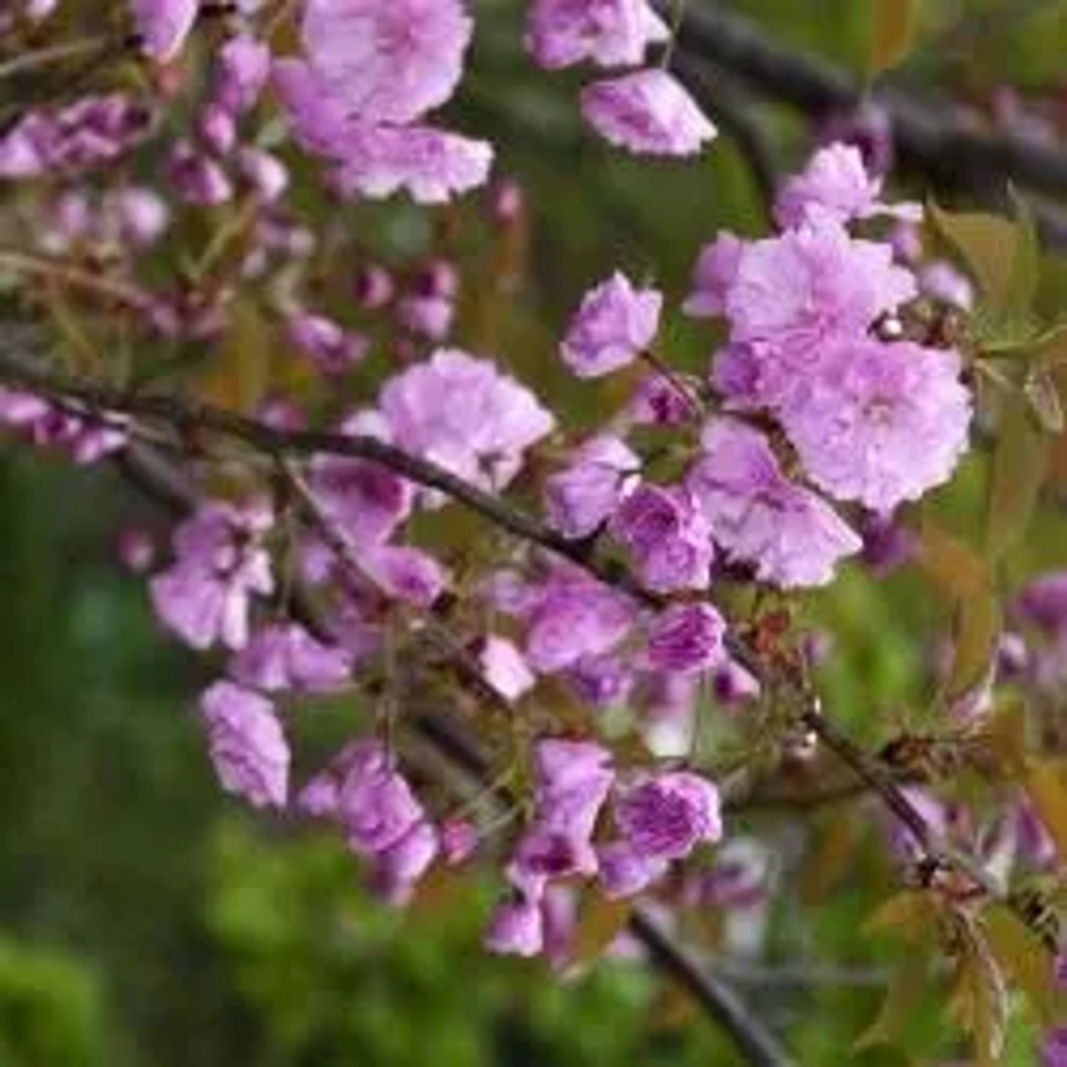 Nahaufnahme der rosa Blüten einer Japanischen Nelkenkirsche (Prunus Kanzan).