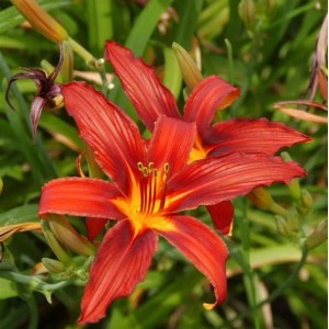 Leuchtend rote Taglilie 'Crimson Pirate' im Detail, eine schöne Staude.