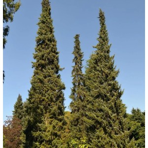 Serbische Fichte (Picea omorika), ca. 60-80 cm hoch, im Garten.