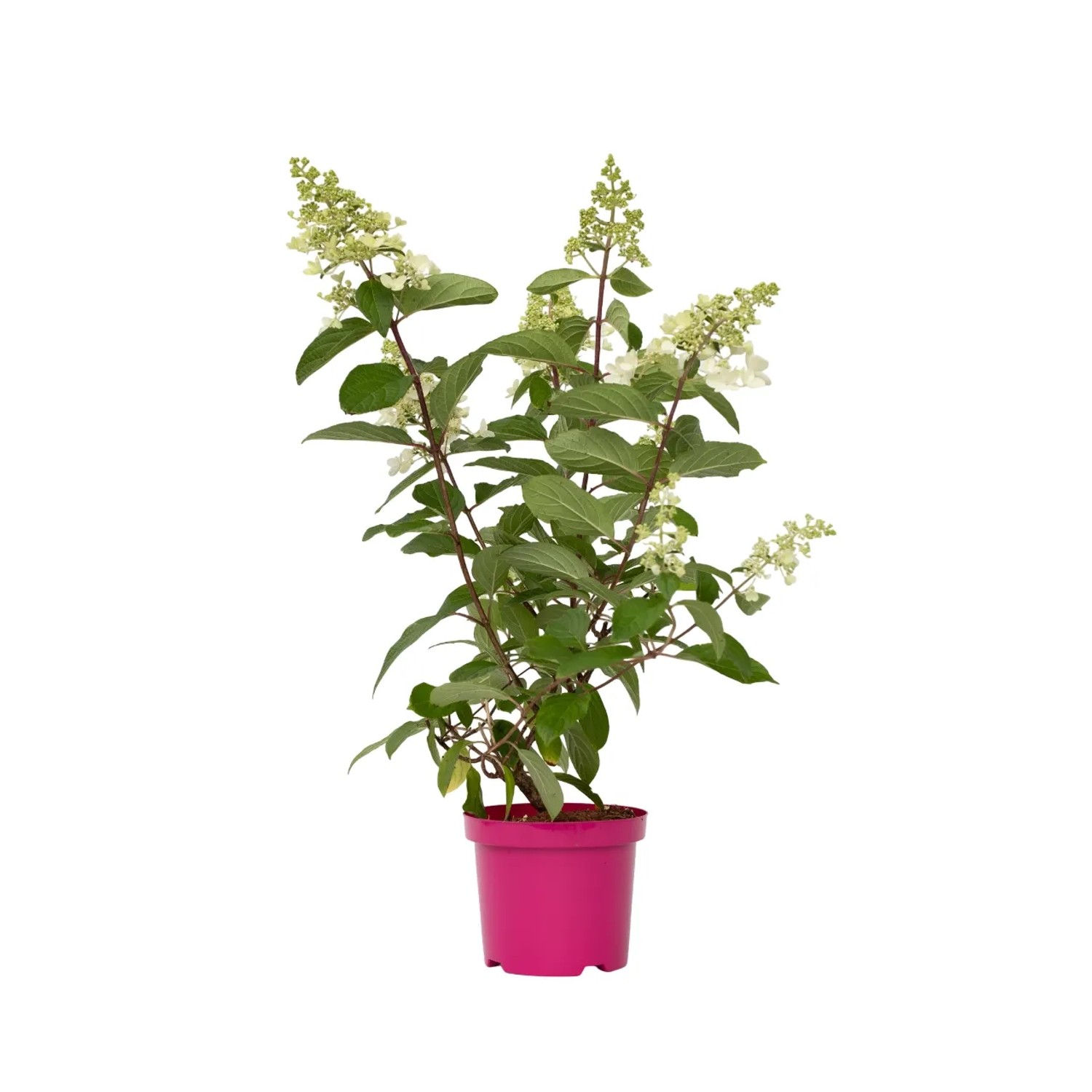 Plant In A Box Hortensie  Hydrangea 'Pinky Winky' Höhe 25cm Ø19 Rosa