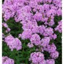 Nahaufnahme der lila blühenden Hohen Flammenblume Hesperis (Phlox paniculata) im Garten.