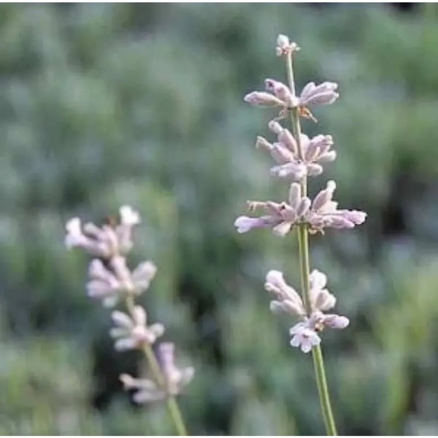 Echter Lavendel Siesta - Lavandula angustifolia