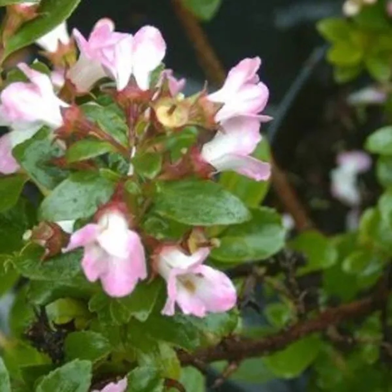 Andenstrauch 'Apple Blossom' Escallonia 40 bis 50 cm im Container Immergrün