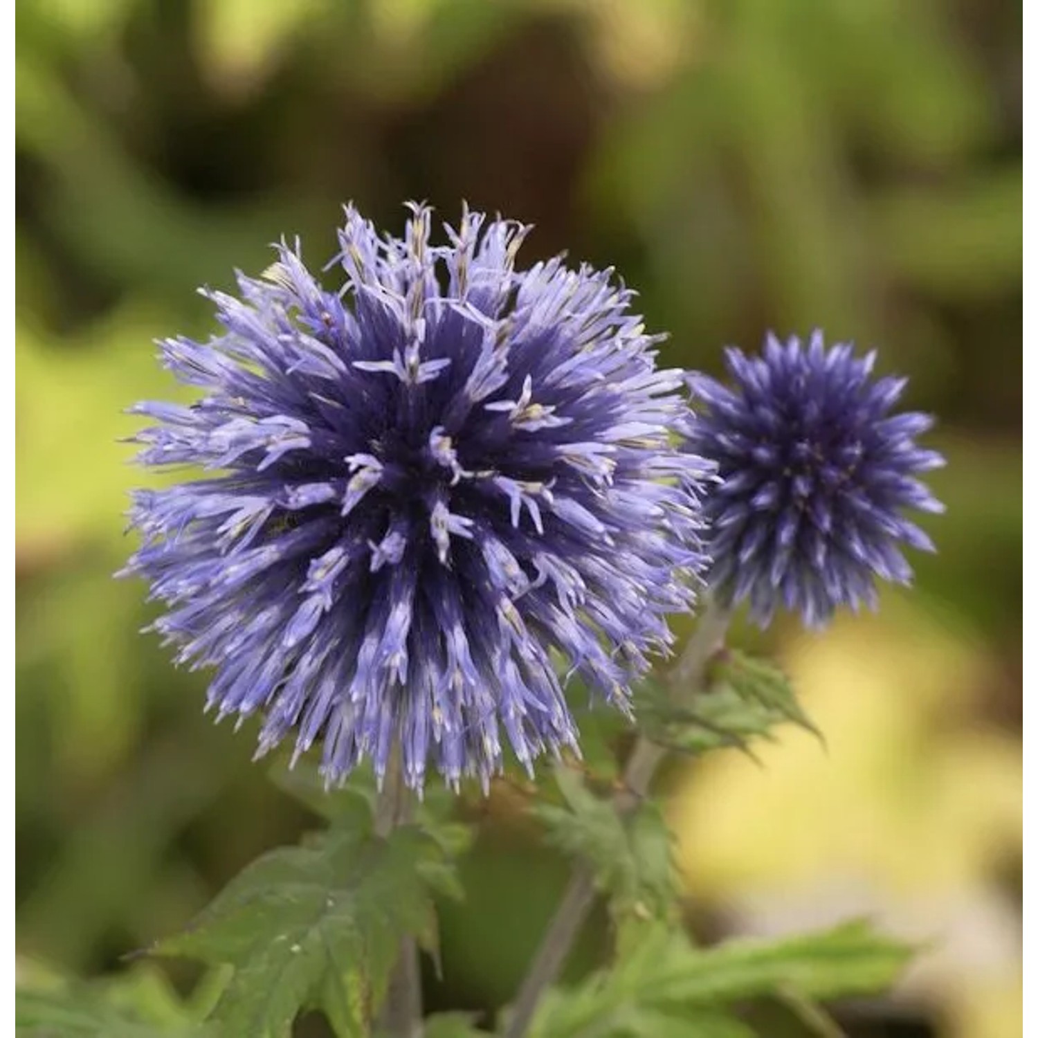 Graueblaue Kugeldistel - Echinops ritro