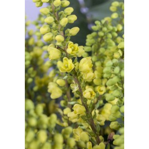 Nahaufnahme der gelben Blüten der Mahonie Winter Sun (40–60 cm).