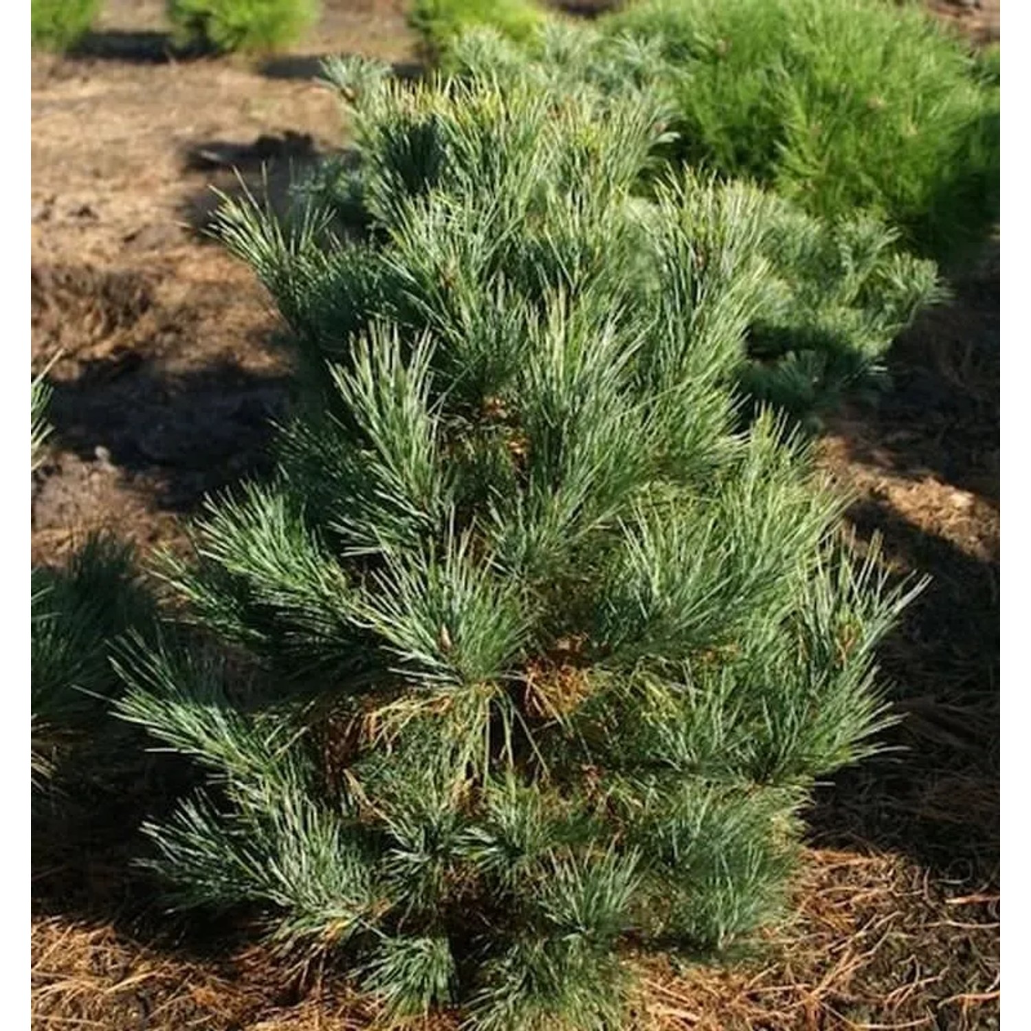Zirbelkiefer Westerstede 25-30cm - Pinus cembra