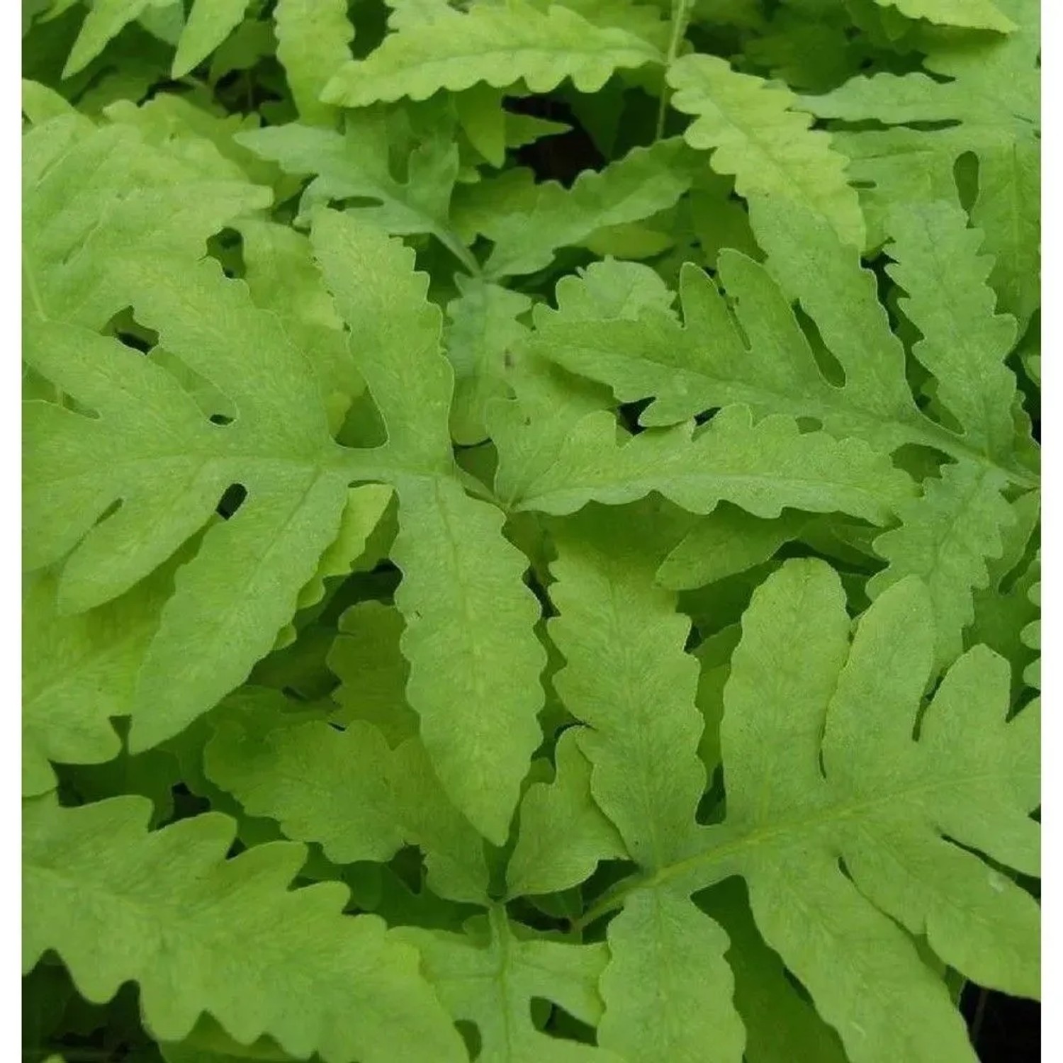 Perlfarn - Onoclea sensibilis