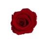 Nahaufnahme einer einzelnen, bordeauxroten Rose in einer Rosenbox. Blumenstrauß mit edler Optik.