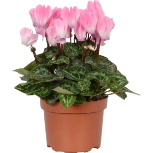 Alpenveilchen "Midi" in Lachsfarbe im braunen Topf, Zimmerpflanze.