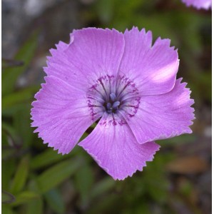 Nahaufnahme einer lilafarbenen Alpen-Nelke (Dianthus alpinus) Blüte. Staude für den Garten.