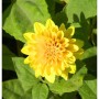 Gelbe Sonnenblume 'Loddon Gold' (Helianthus decapetalus) im Detail. Blühende Staude mit grünen Blättern.