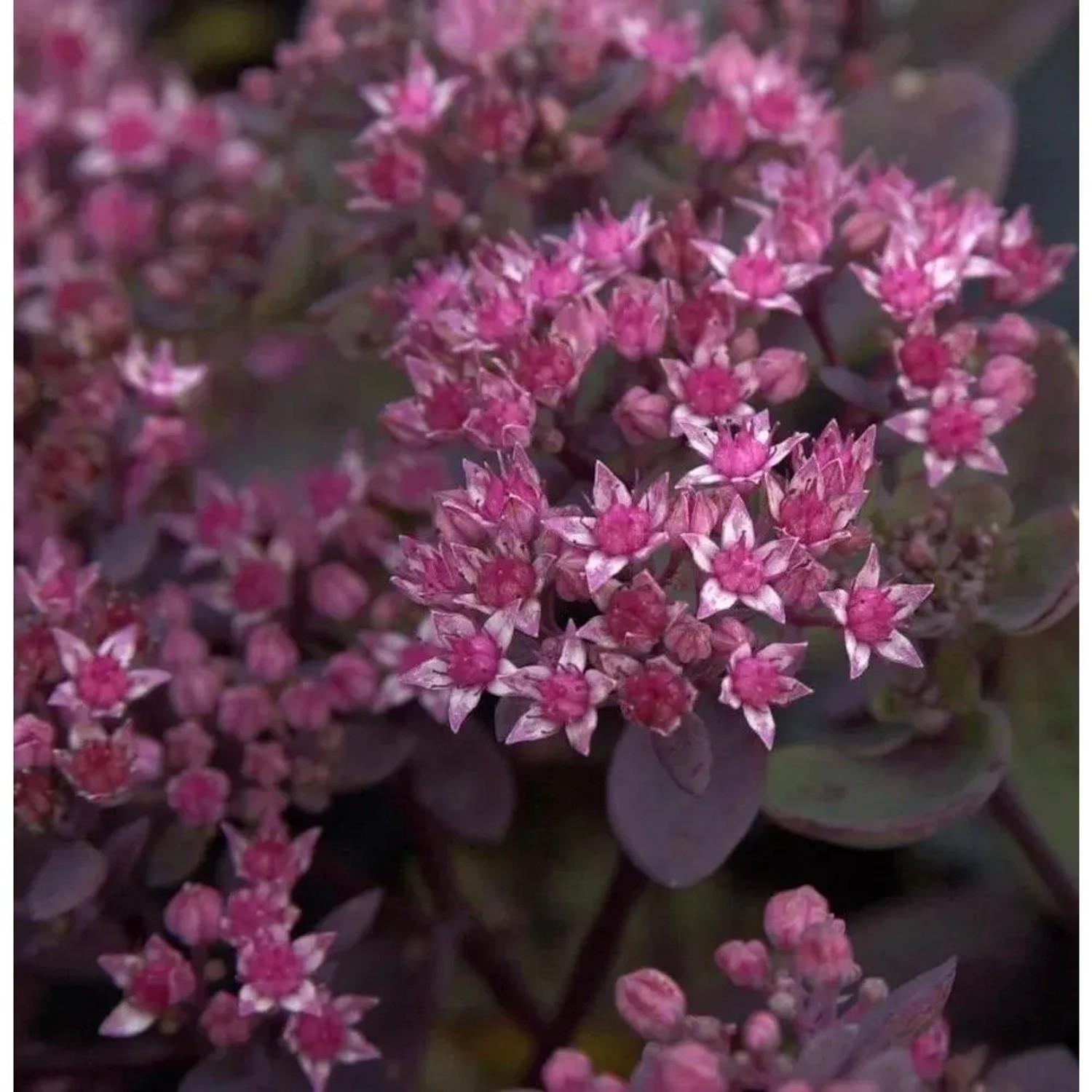 Pflaumen Fetthenne Vera Jameson - Sedum cauticola