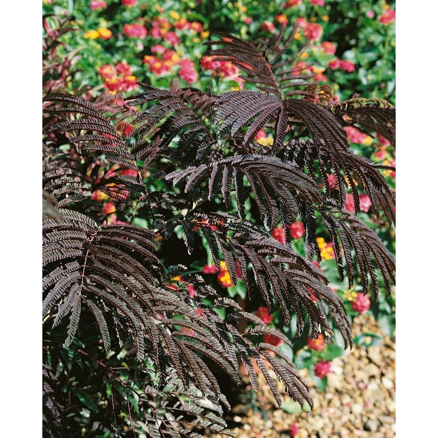 Albizia Julibrissin Eveys Pride Seidenbaum 40–60 cm Rosa Blüten günstig online kaufen