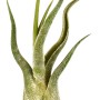 Kleine, grüne Tillandsie (Höhe ca. 6 cm) in der Hand, geeignet für helle Standorte und Feucht-Terrarien.
