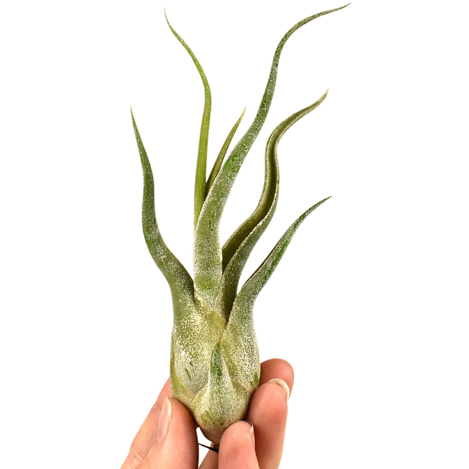 Kleine, grüne Tillandsie (Höhe ca. 6 cm) in der Hand, geeignet für helle Standorte und Feucht-Terrarien.