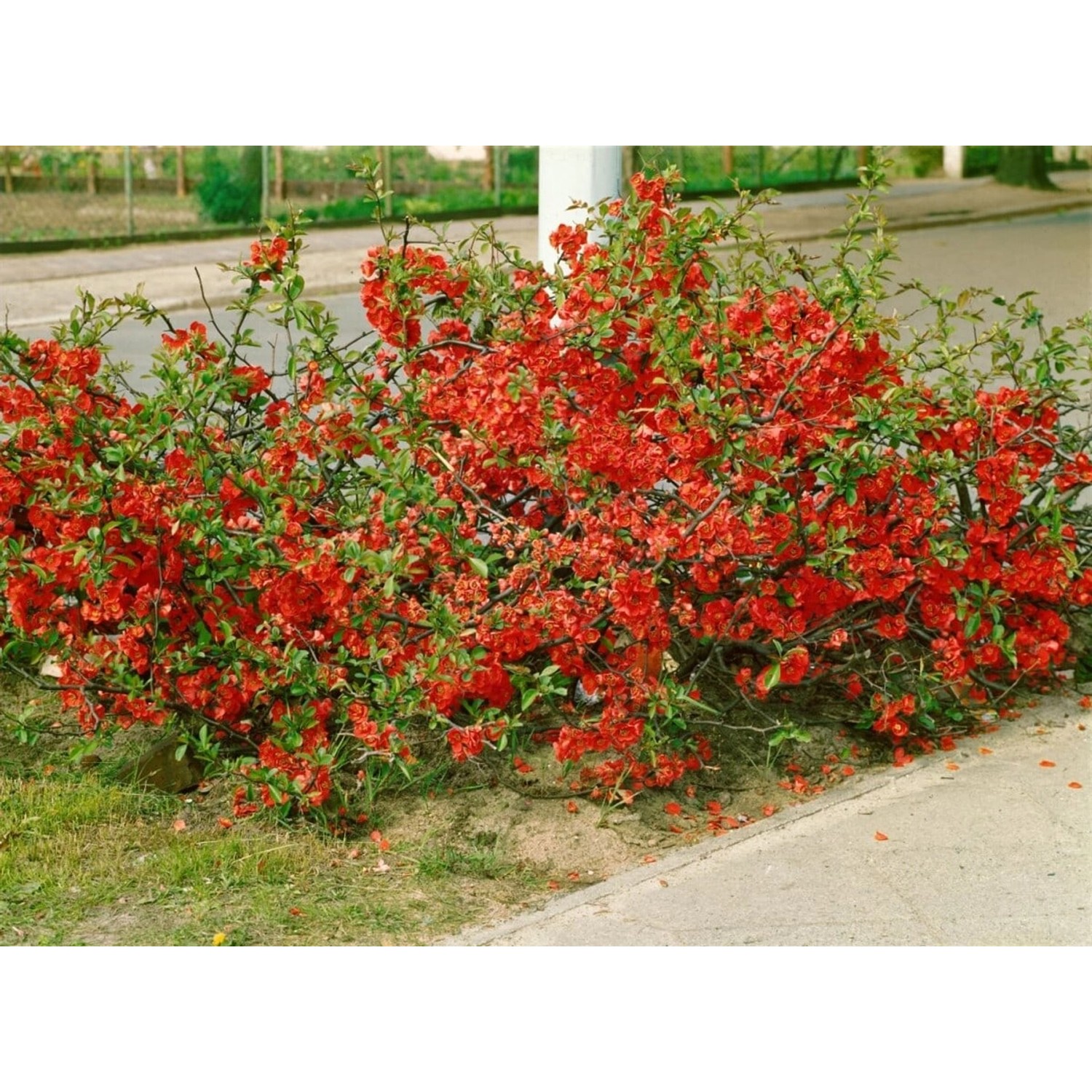 Chaenomeles Red Trail Zierquitte Leuchtend Rot 40–60 cm günstig online kaufen
