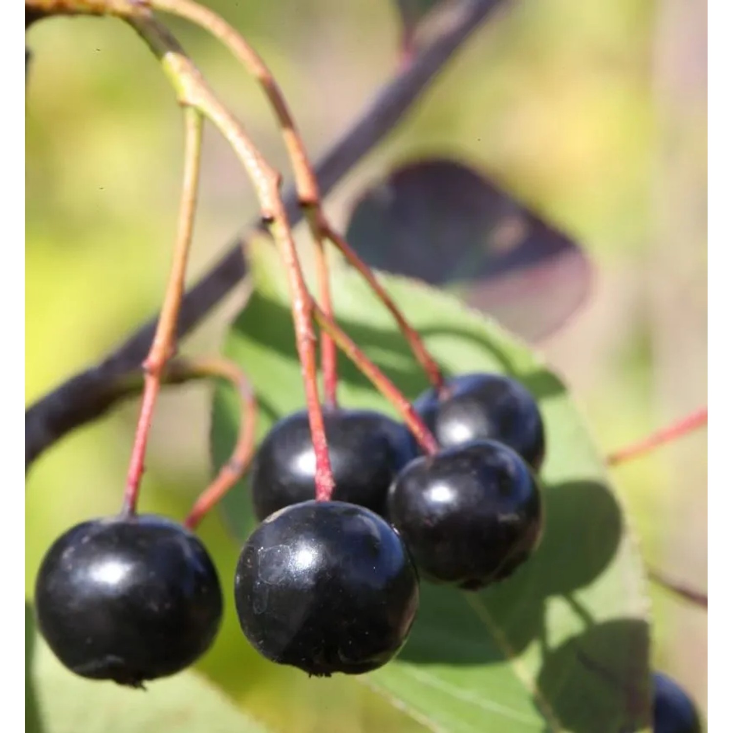 Apfelbeere Aron 100-125cm - Aronia melanocarpa