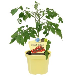 Blu Bio-Cherry-Tomate Pepe im gelben Topf, ca. 12 cm Ø.