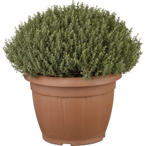 Gewürze Mix im Topf (ca. 35 cm Ø), Kräutergarten für Küche & Balkon.