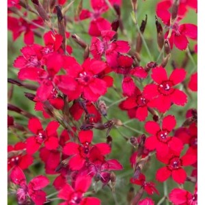 Nahaufnahme der leuchtend roten Blüten der Heidennelke (Dianthus deltoides).