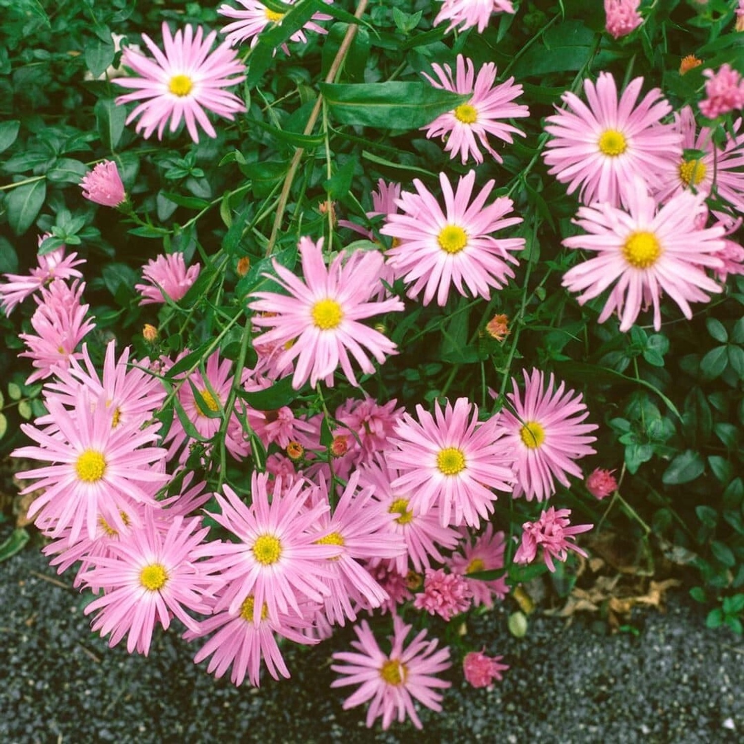 Aster Novi-belgii Glattblatt-aster Fellowship Ca. 9x9 cm Topf günstig online kaufen
