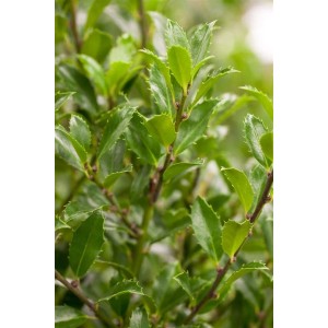 Nahaufnahme der grünen Blätter der Ilex meserveae 'Heckenfee', einer Heckenpflanze.