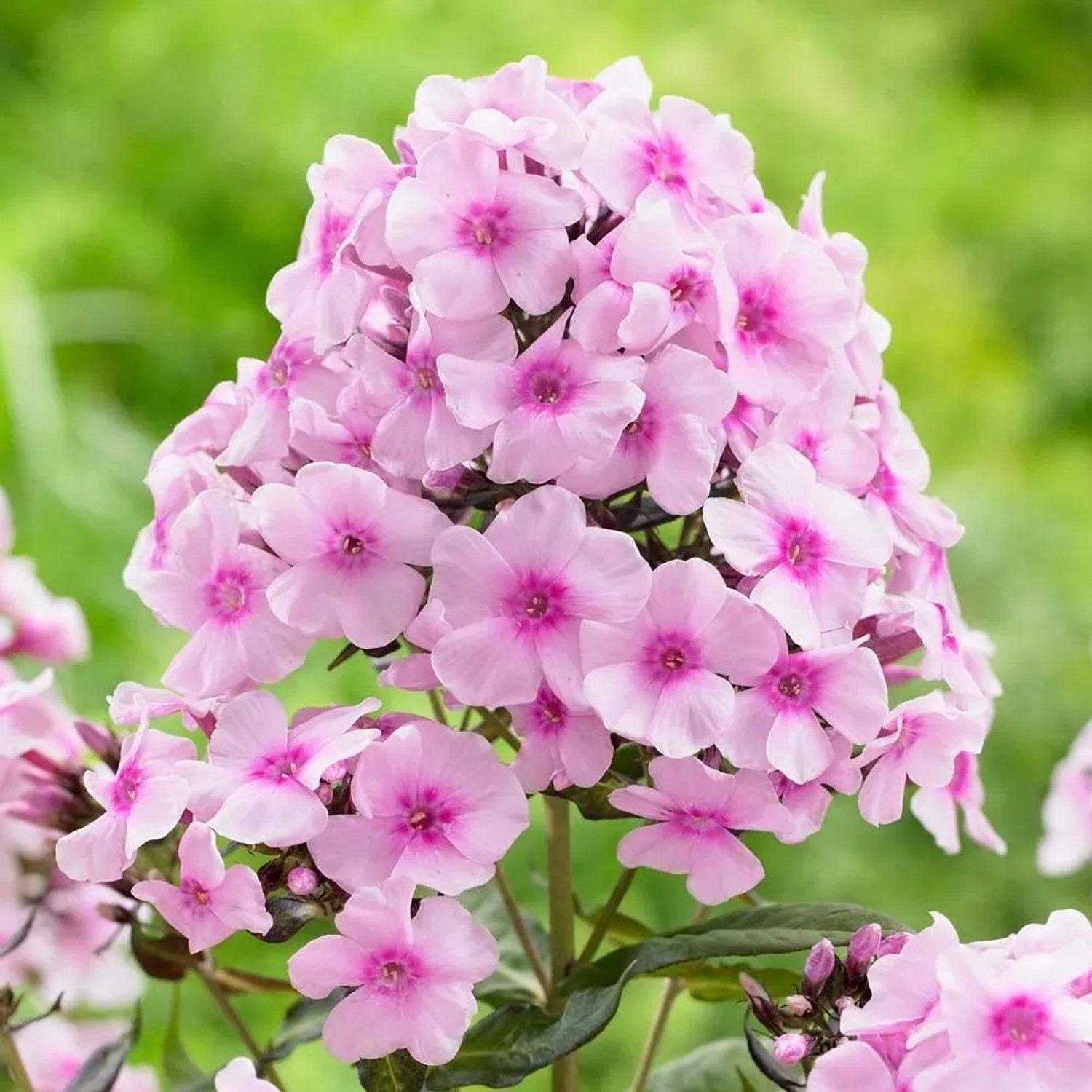 6 x Hohe Flammenblume 'Bright Eyes' Phlox paniculata Topf 9cm Langlebig