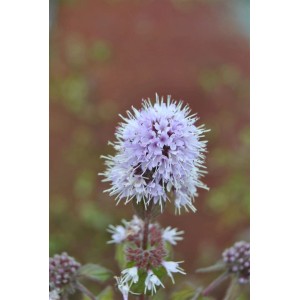 Nahaufnahme der lila Blüte der Wasser-Minze (Mentha aquatica) im 9x9 cm Topf.