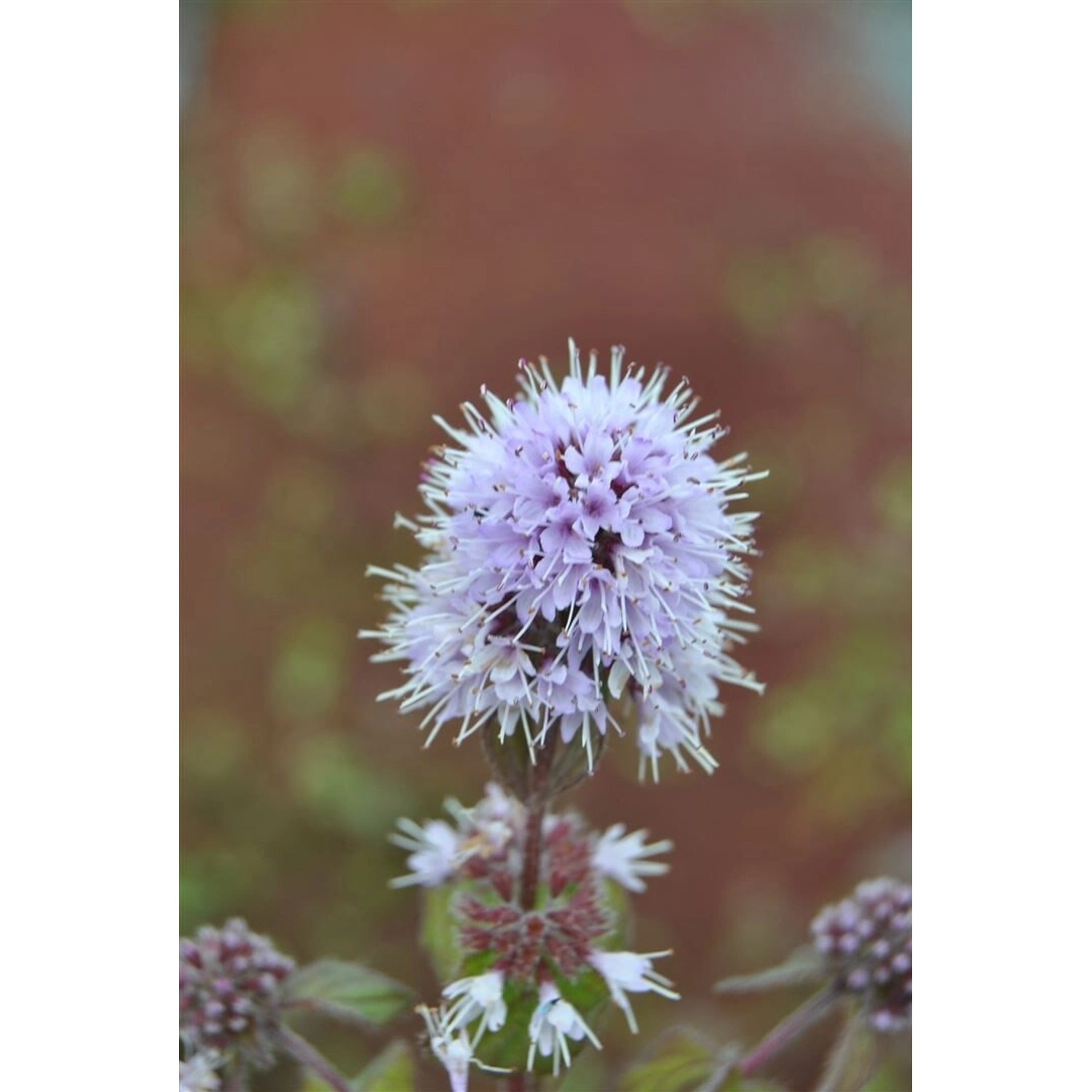 Mentha Aquatica Wasser-Minze Ca. 9x9 cm Topf günstig online kaufen