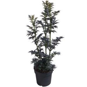 Holunder Laced Up im Topf, ca. 50-60 cm hoch, dunkles Laub, säulenförmiger Wuchs.