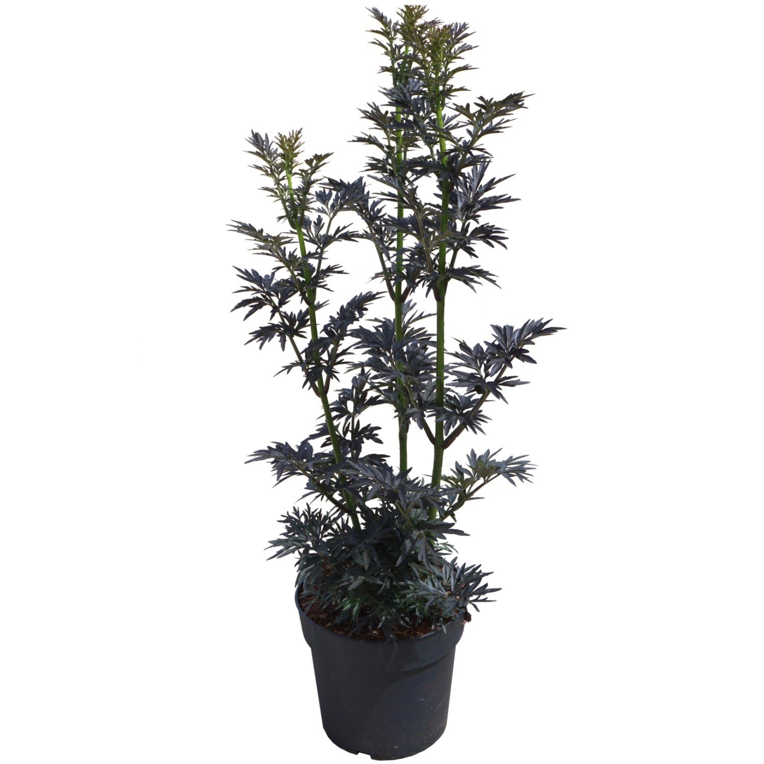 Holunder Laced Up Höhe ca. 50-60 cm Topf ca. 6 l Sambucus nigra günstig online kaufen