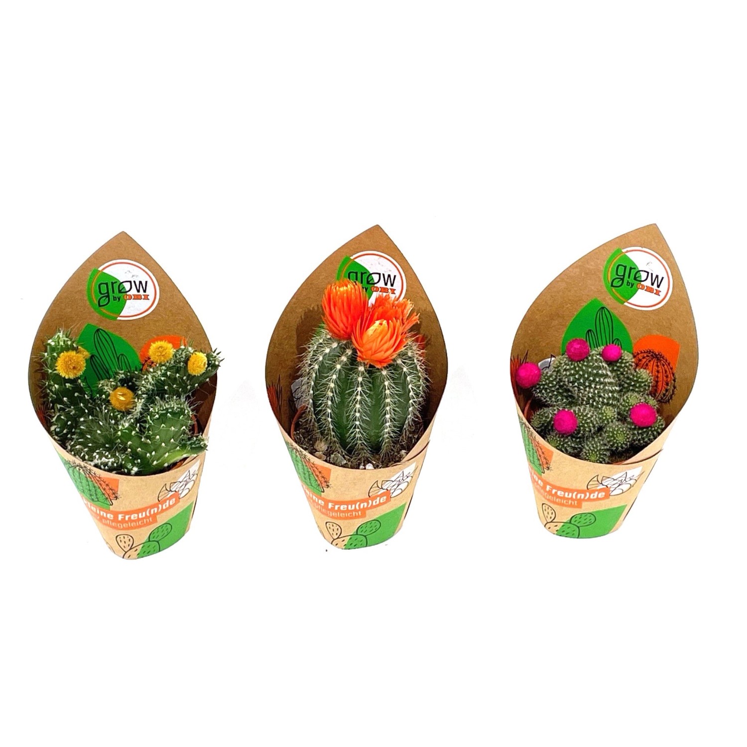 GROW by OBI Kakteen mit Strohblüte 3-fach sortiert Topf-Ø ca. 5,5 cm