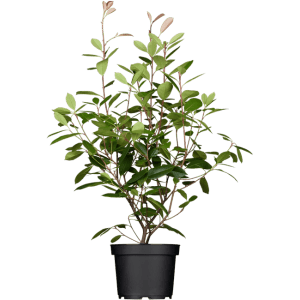 Glanzmispel 'Red Robin' im Topf, 80-100 cm hoch, mit roten Trieben und grünen Blättern.