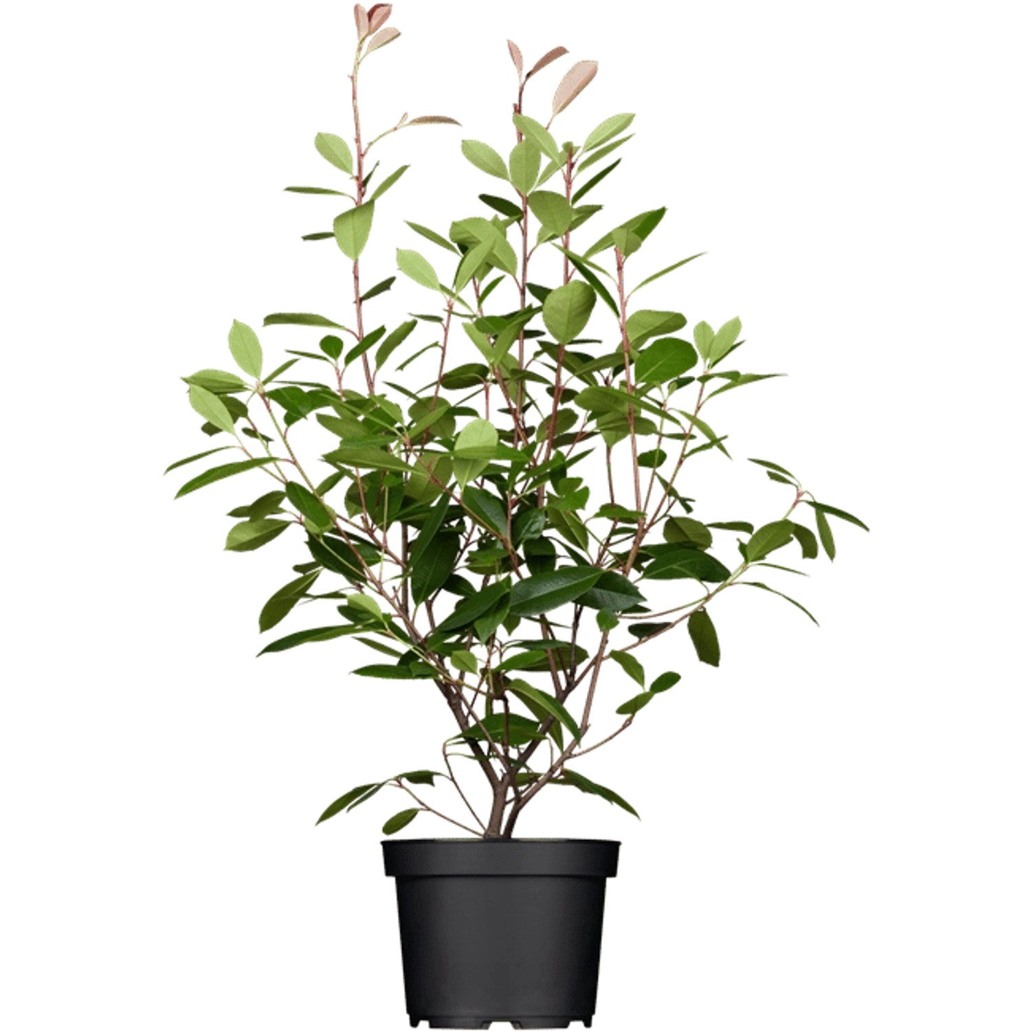 Photinia Fraseri Red Robin Glanzmispel Rot 80–100 cm günstig online kaufen