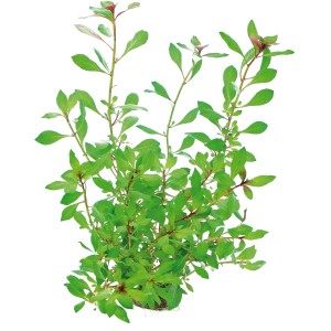 Dennerle Aquariumpflanze Ludwigia Repens Rubin, grüne und rote Blätter. Aquariumpflanze für den Hintergrund.