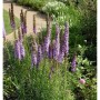 Violette Prachtscharte (Liatris spicata) im Gartenbeet.