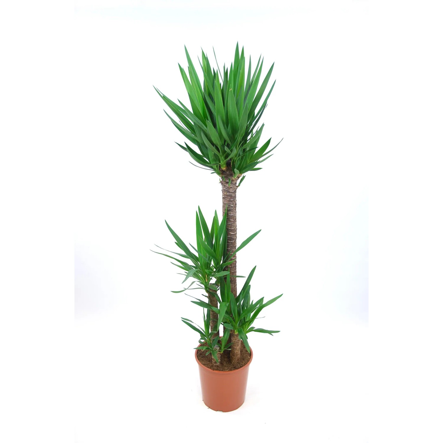 Palmlilie (Yucca) mit 3 Stämmen im Topf, ca. 160-170 cm hoch, eine dekorative Zimmerpalme.