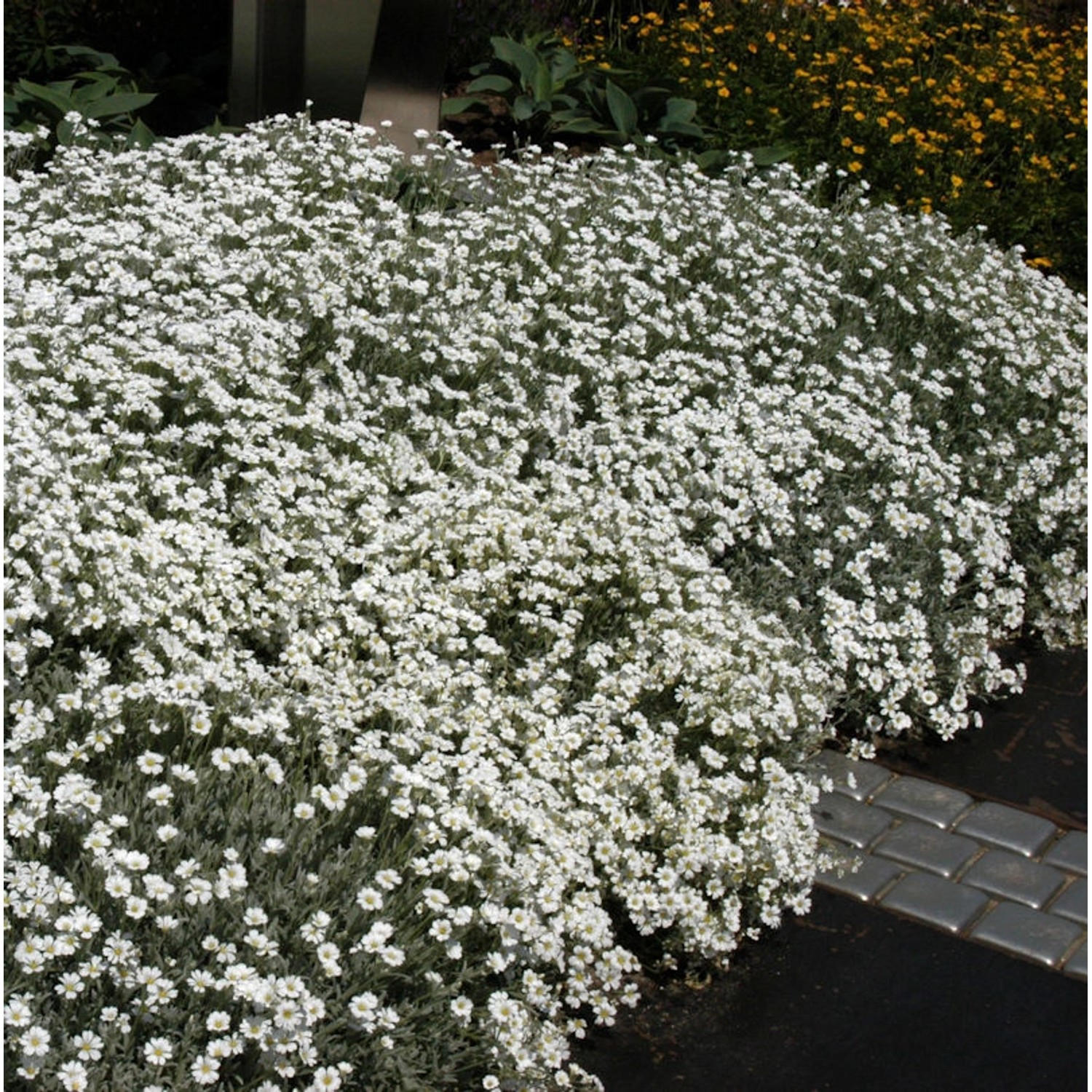 Filziges Hornkraut - Cerastium tomentosum