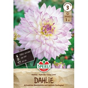Sperli Dahlie Crazy Love: Weiße Blüte mit lila Rand, geeignet für Beet und Kübel.