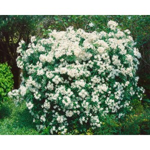 Üppige, weiße Orangenblume Choisya Aztec Pearl im Garten, buschiger Strauch.