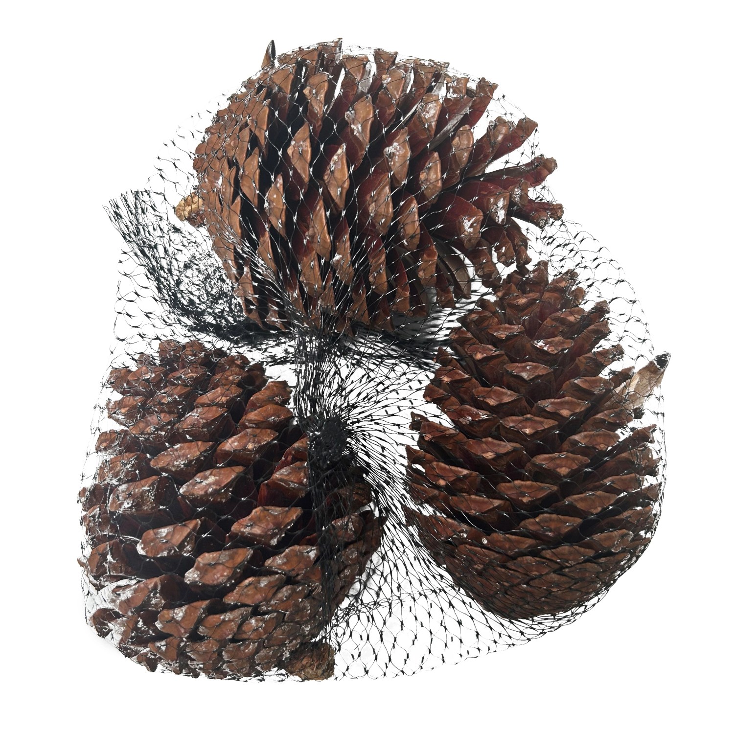 Mica Decorations Kieferzapfen Basteldekoration 220 g Hellbraun günstig online kaufen