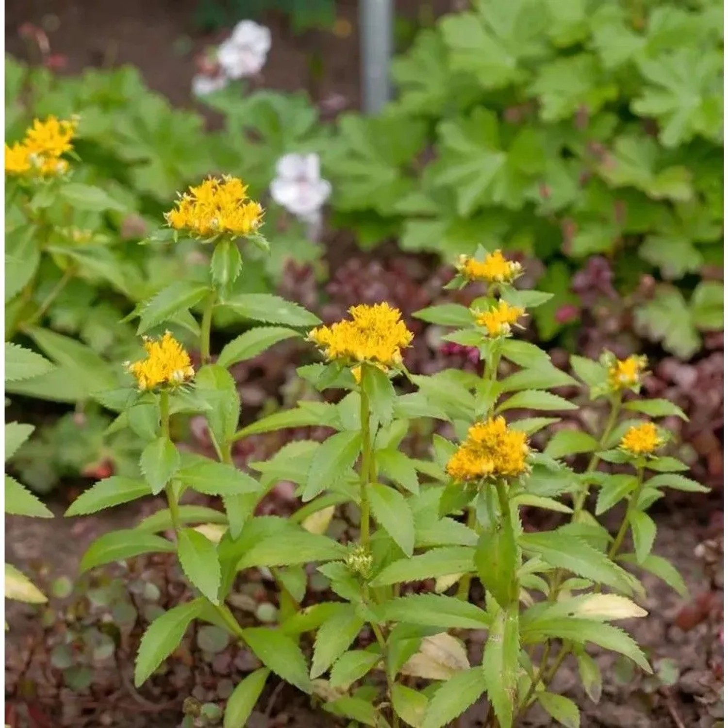 Großes Gold Fettblatt - Sedum aizoon
