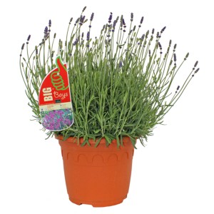 Lila GROW by OBI Lavendel (Lavandula Angustifolia) im Topf, ca. 60cm hoch.