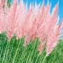 Rosa Pampasgras (Cortaderia Selloana Rosea) mit buschigen, rosa Blütenständen im Gegenlicht.