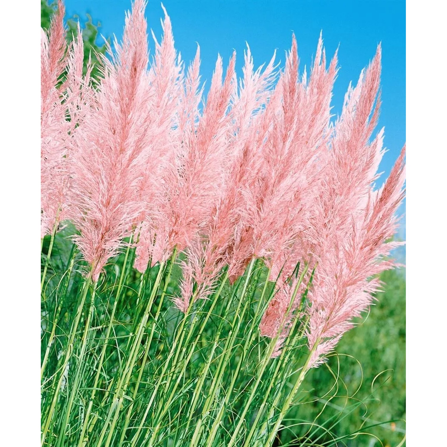 Rosa Pampasgras (Cortaderia Selloana Rosea) mit buschigen, rosa Blütenständen im Gegenlicht.