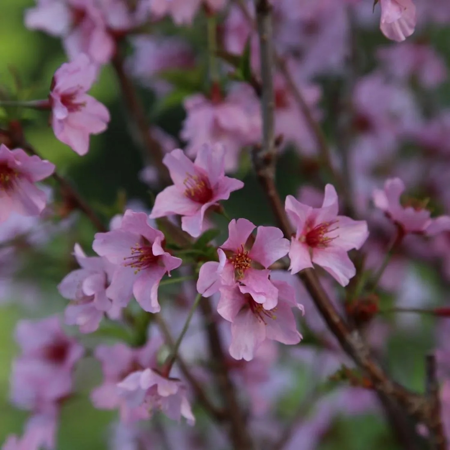 Kurilenkirsche 'Ruby' Prunus nipponica 60 bis 80 cm im Container Zierkirsche
